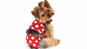 Как да преподаваме йорк до тоалетната?